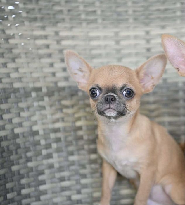 Мъжко мини чихуахуа лилав фаун на пет месеца