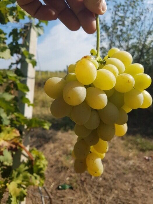 Vând Butasi vita de vie de la producator