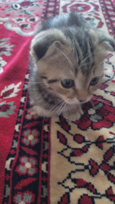 Отдам котенка , мальчик.