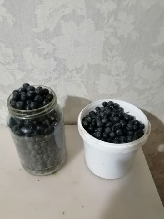 Продам черноплодку