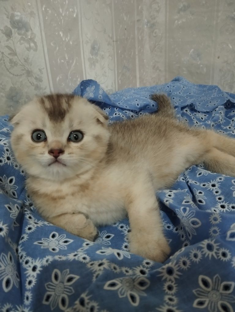 Шотландский котенок