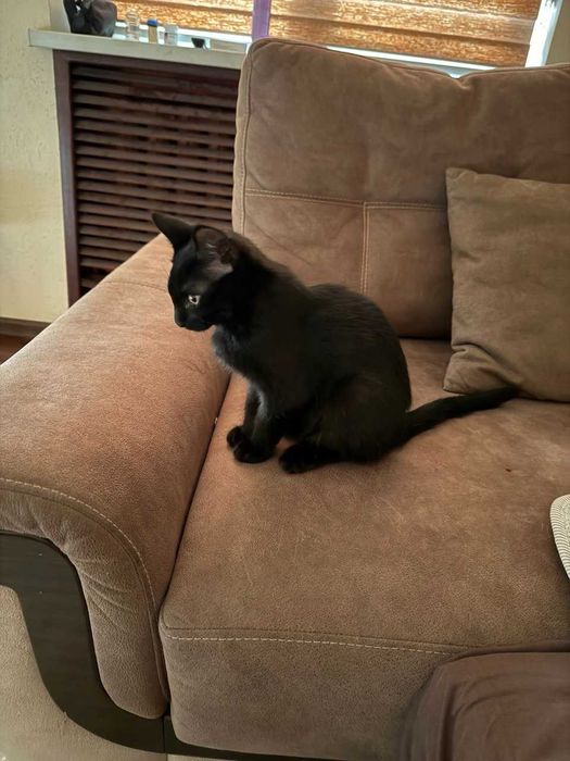 Котята, 2 месяца, бесплатно, Ташкент