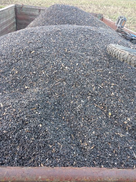 Floarea Soarelui 2025