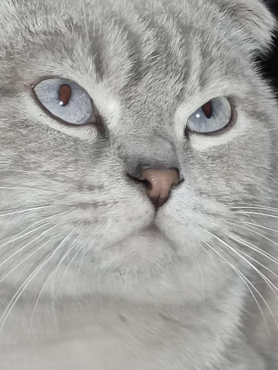 Вязка кот. Шотландский вислоухий.