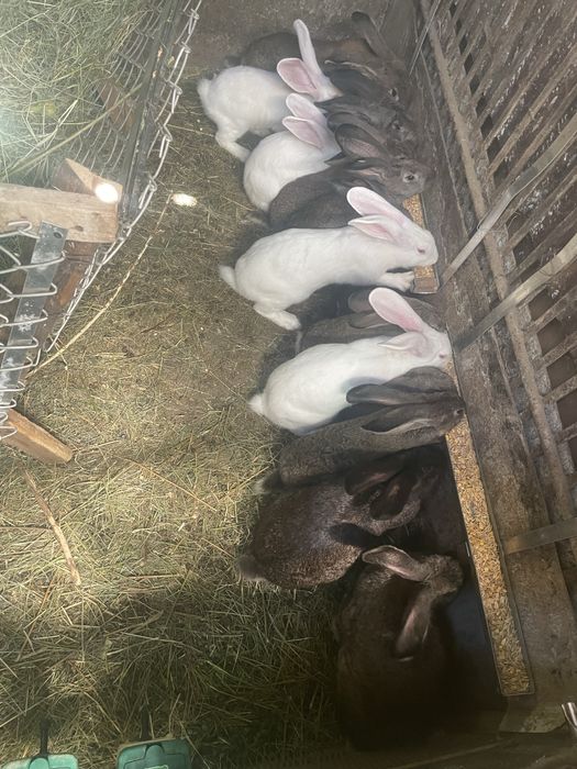 Iepuri - rasa comuna