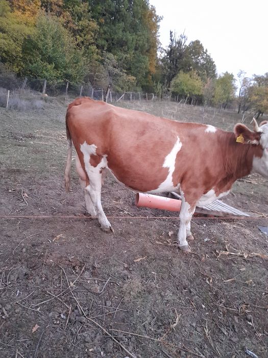 Vand vaca baltata romaneasca