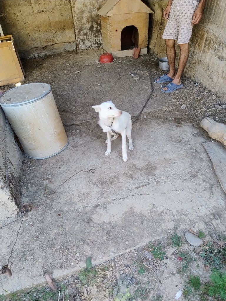 Щенок, девочка, отдам в хорошие, добрые руки,