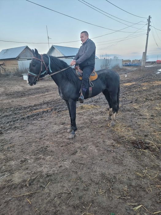 Орловский Жеребец