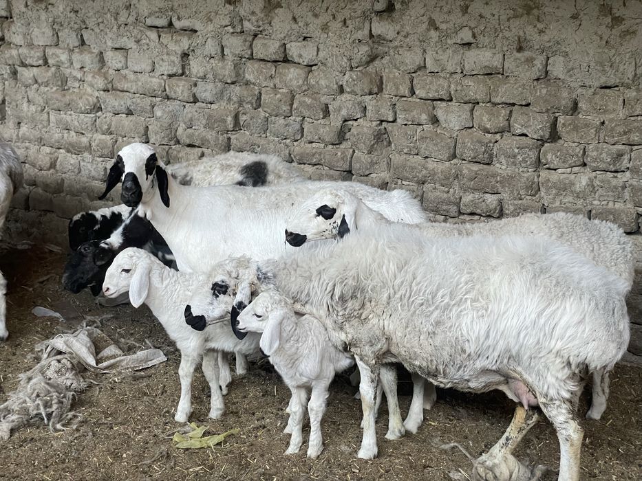 Хисори куйлар оптом сотилади