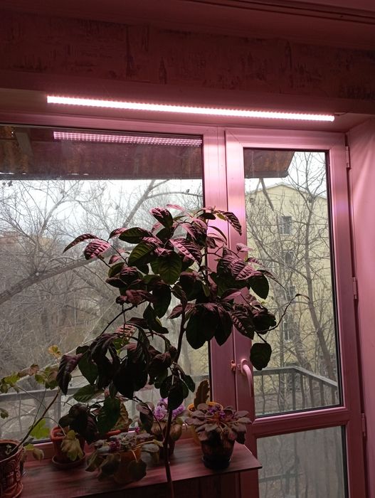 Фитолампа для растений светло-розовое свечение, длина 100 см
Звонить в