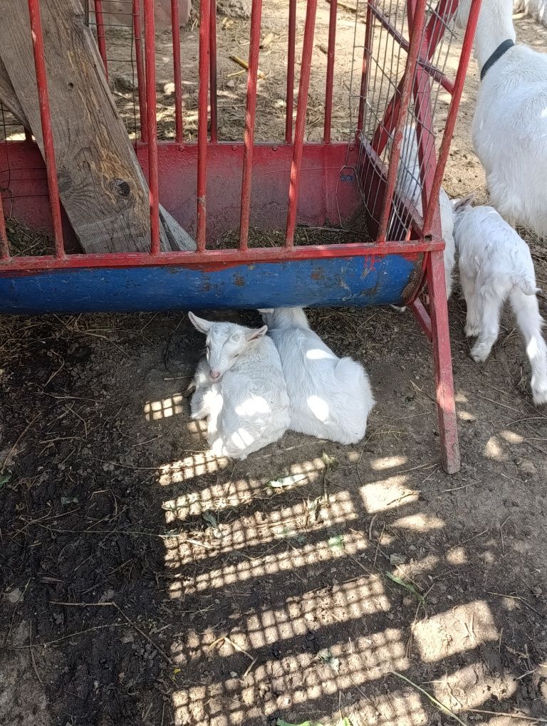 Ieduțe,iezi și un singur țap de vanzare