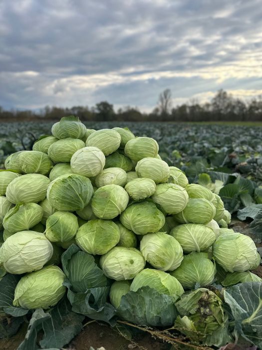 Varză de toamnă de la Făget