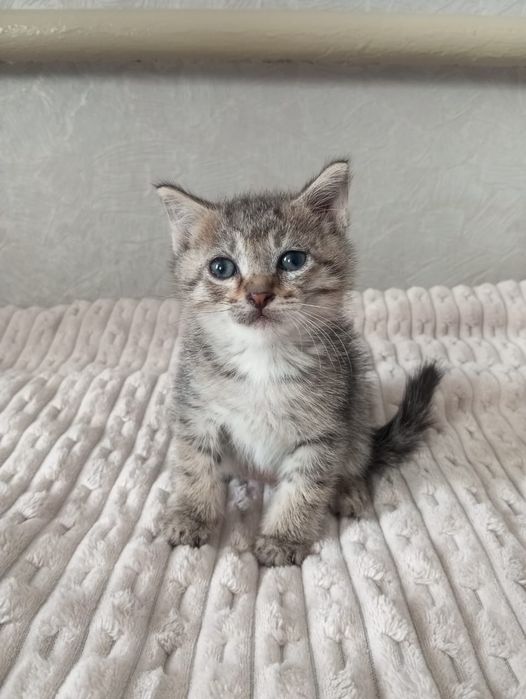 Отдам даром котят