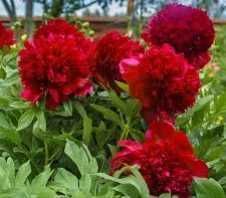 Rizomi ( bulbi) de Bujor Nobil Gigant, pt plantat, Alb, Roz, Rosu