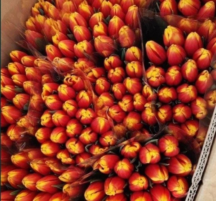 Тюльпаны оптом на 8ое марта