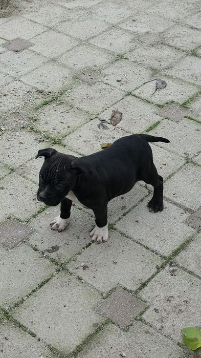 Amstaff rasă pură cu pedigree