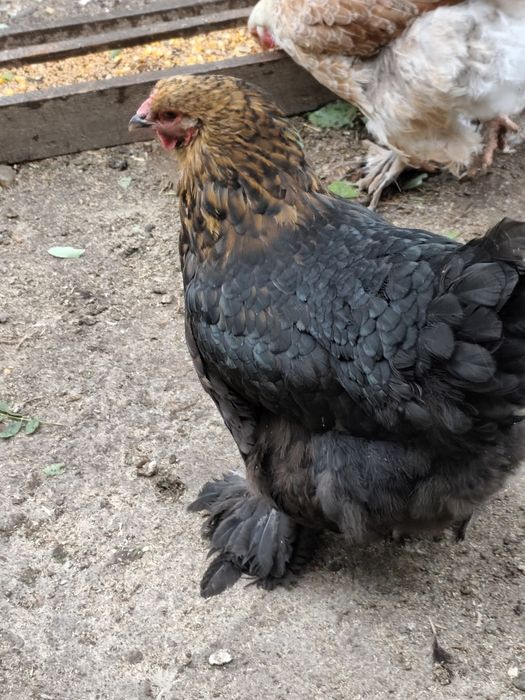Cocoși Brahma somon și alte rase și metiși