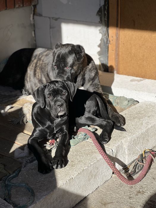 Кане Корсо.