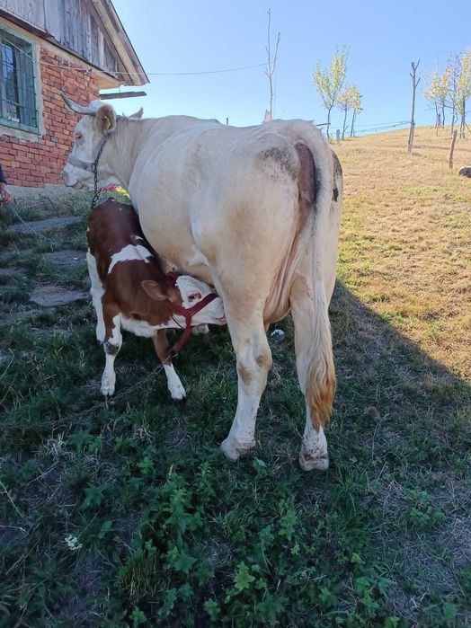 Vacă de vânzare Bălțată Românească