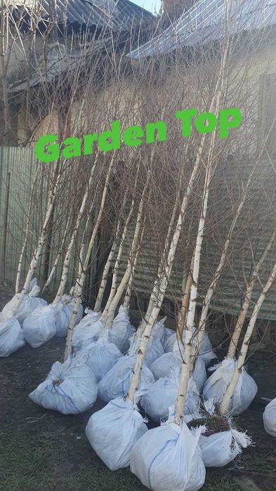 Mesteacan, pothinia, gazon