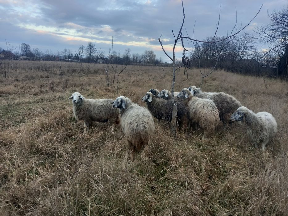 7 Oi și un Berbec Brumarii