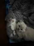 Pisicuțe Scottish Fold & British Shorthair