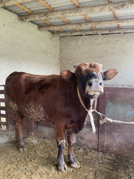 Buqacha tez va arzon Sotiladi