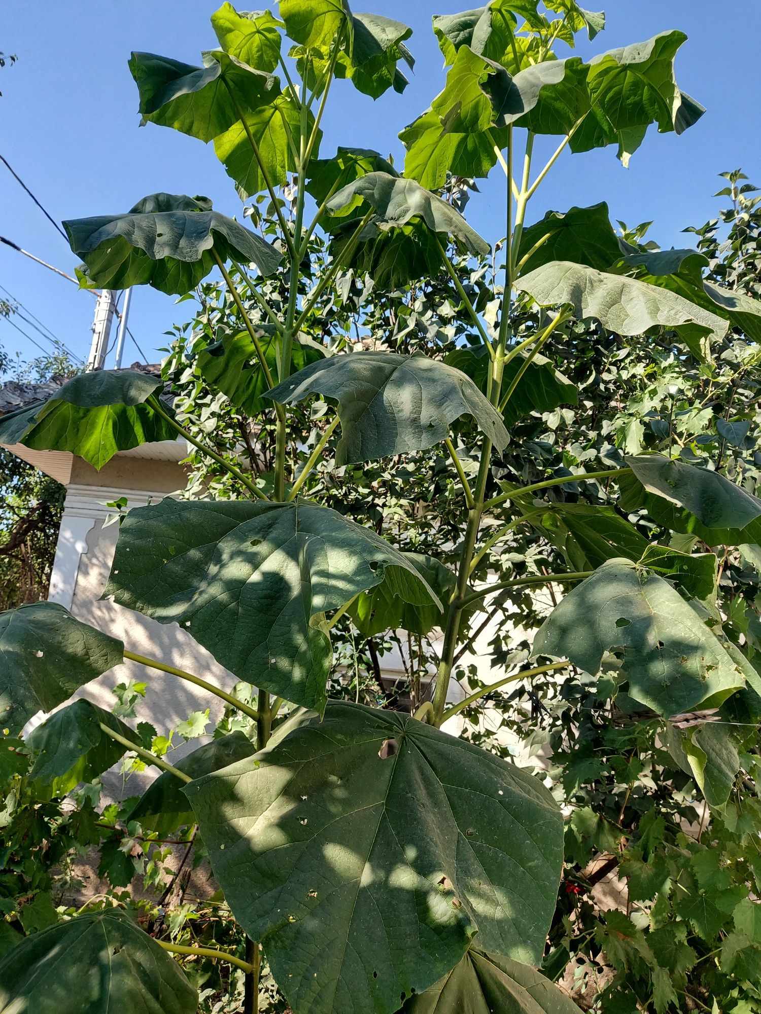 Paulownia pom de vanzare