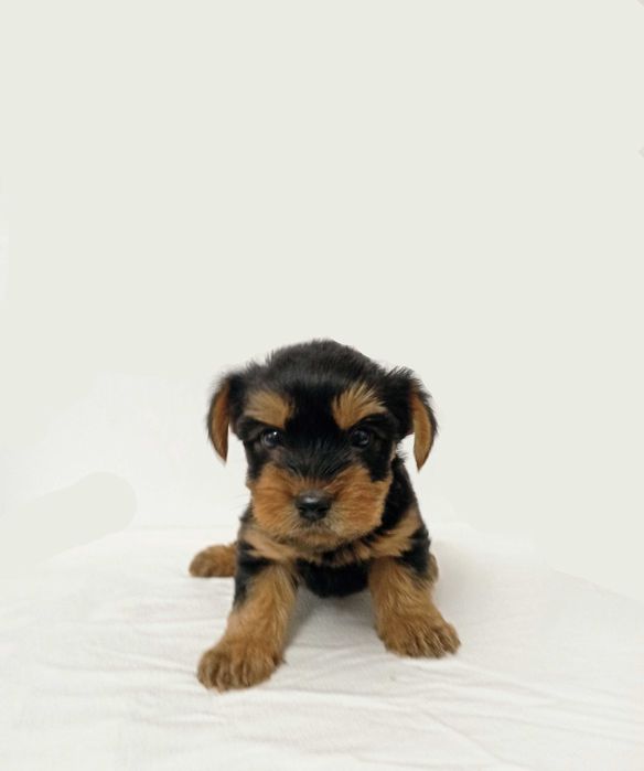 Catelus Yorkshire Terrier