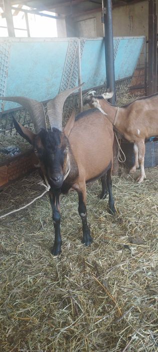 Vand  tap rasa Alpina Franceza