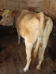 Vaca de 5 ani gestanta