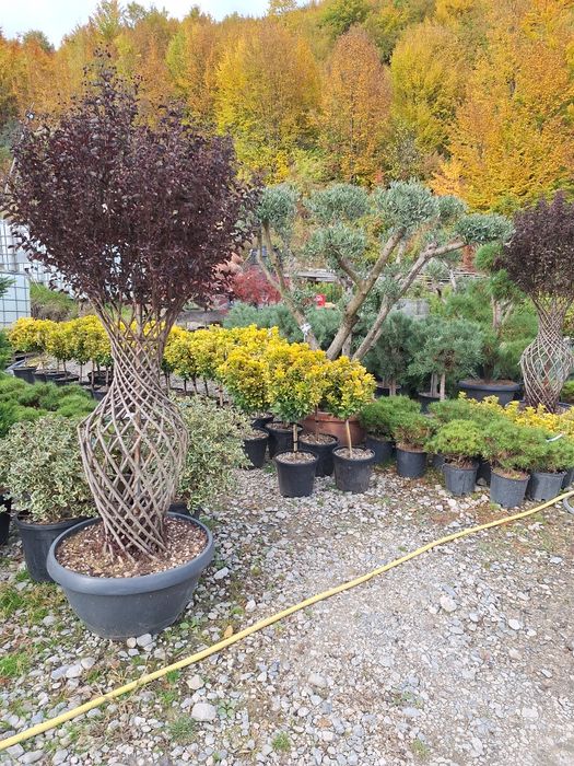 Vând plante ornamentale tuia spiral măslin palmieri mestecân  tuia  li