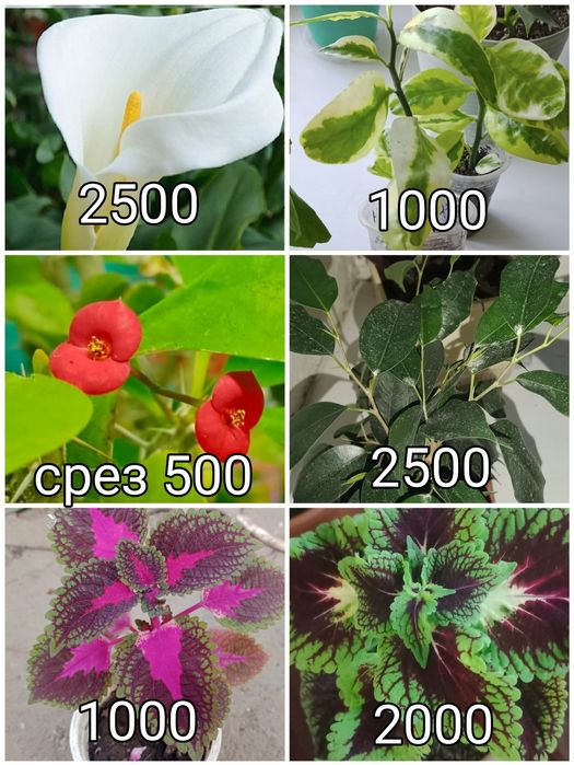 Продам домашнии цветы