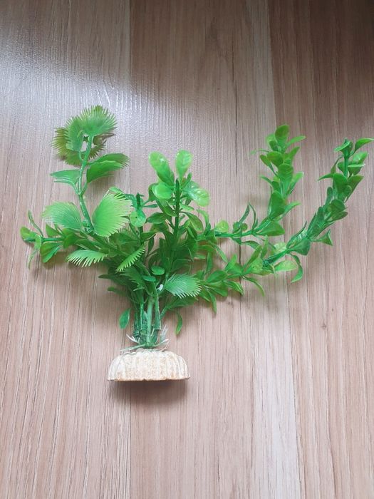 Plante decor acvariu pesti. Noi