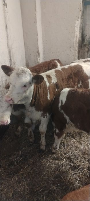 Vand vitei baltata românească