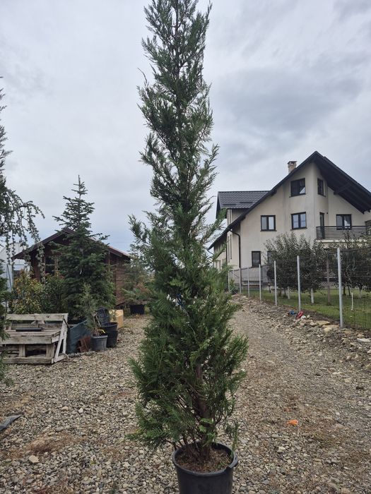 Leylandii  350cm