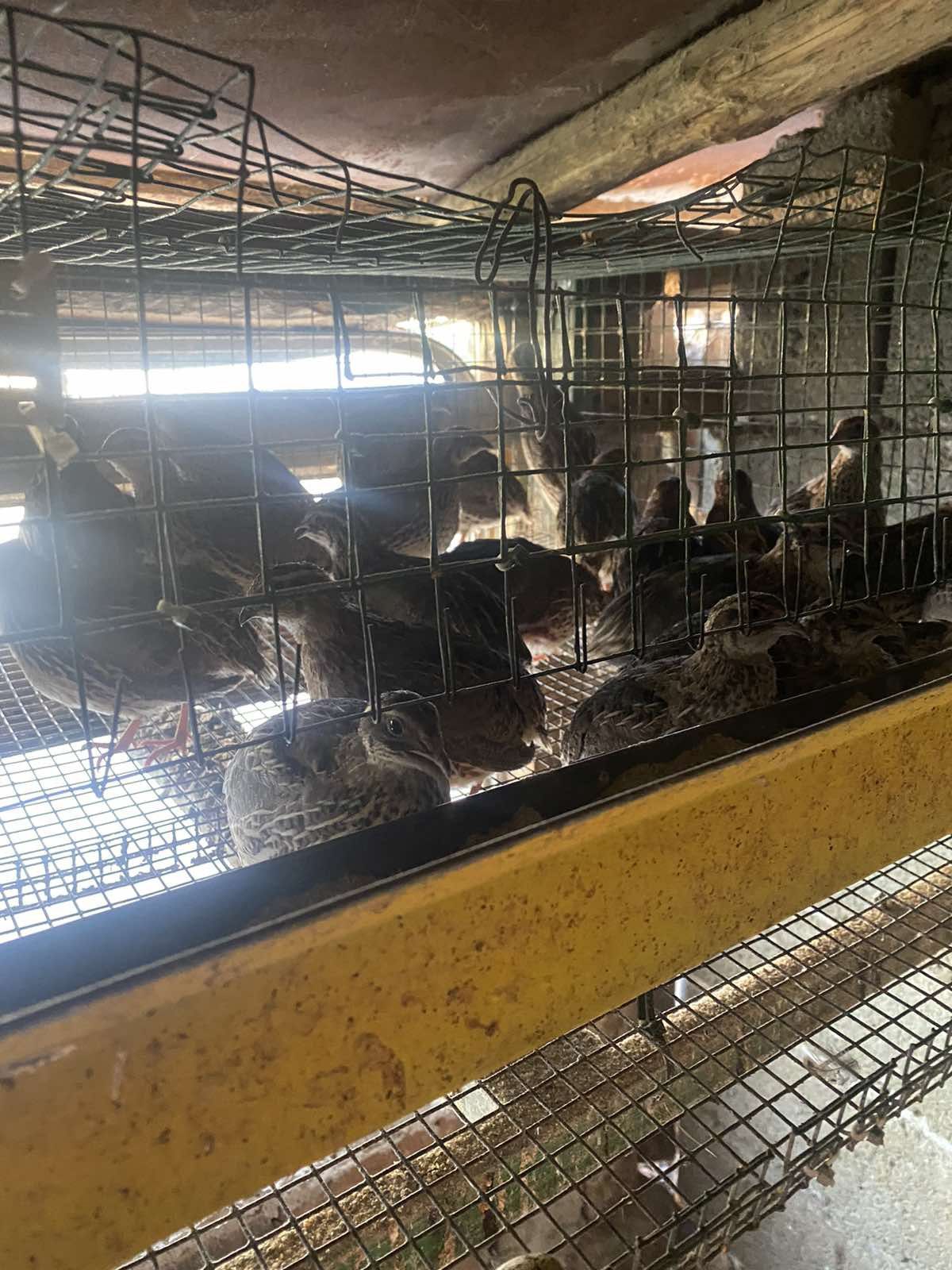Продавам пъдпъдъци