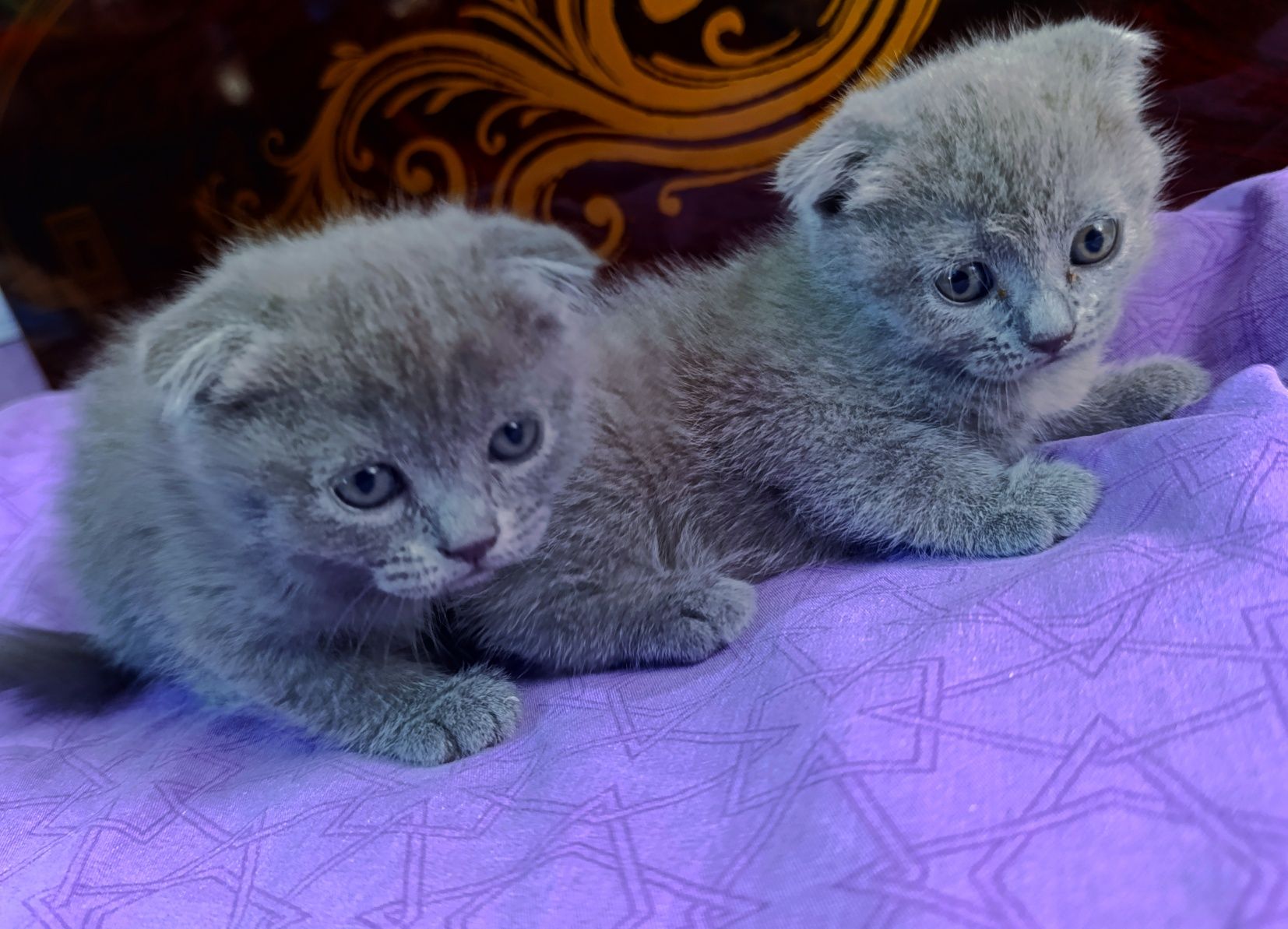 Scottish fold мушукчалар сотилади