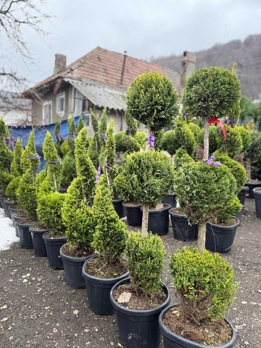 Plante ornamentale variate pentru efect vizual deosebit