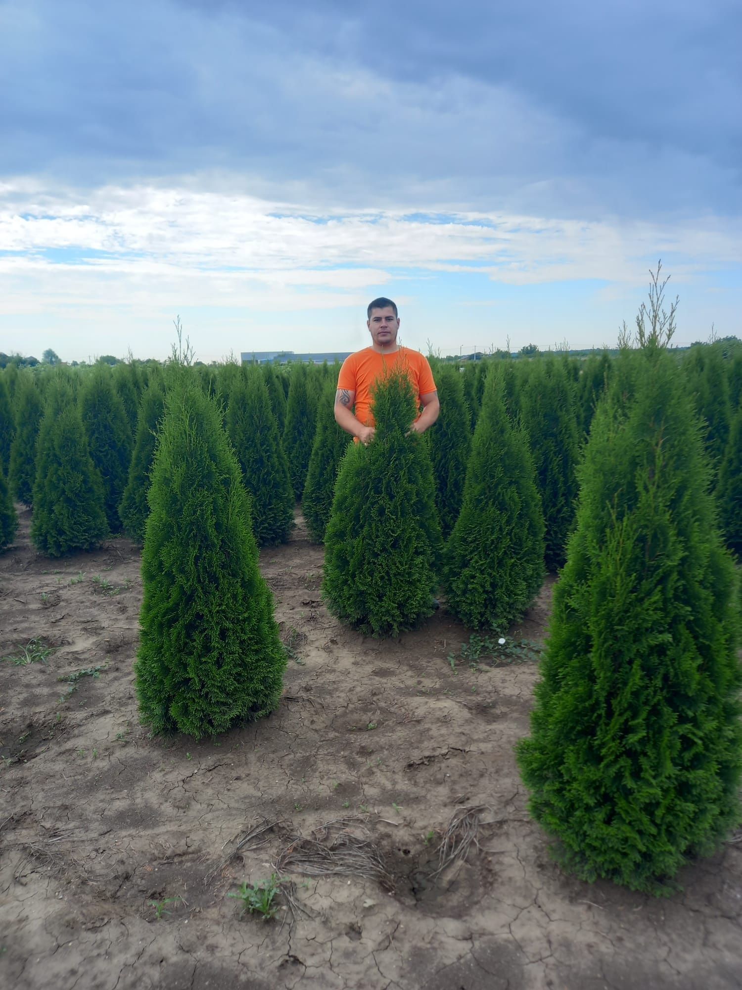 Vând tuia thuja smaragd ..columnaris