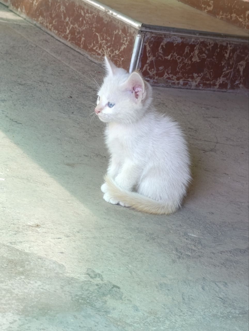 Mushuk bolasi bir yarim oylik