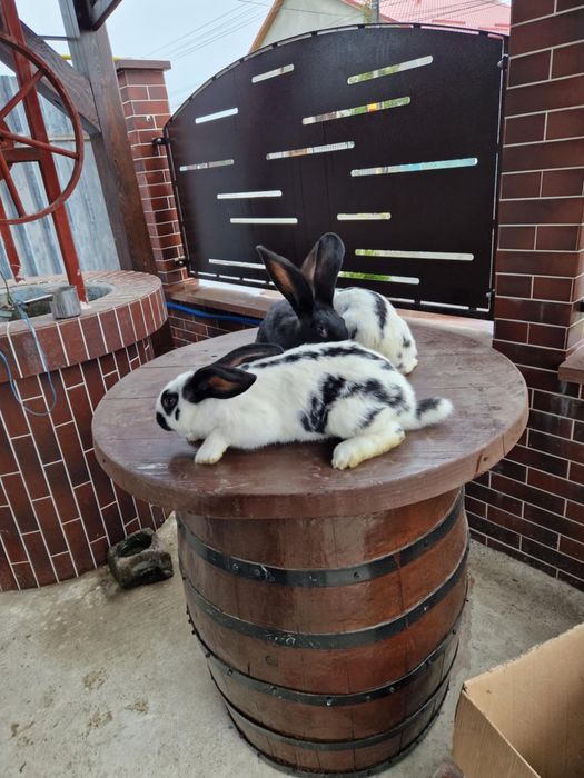 disponibili iepuri din rasa fluture german