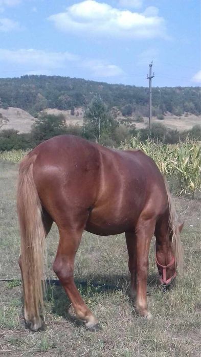 Vand manz 1 an si 10luni