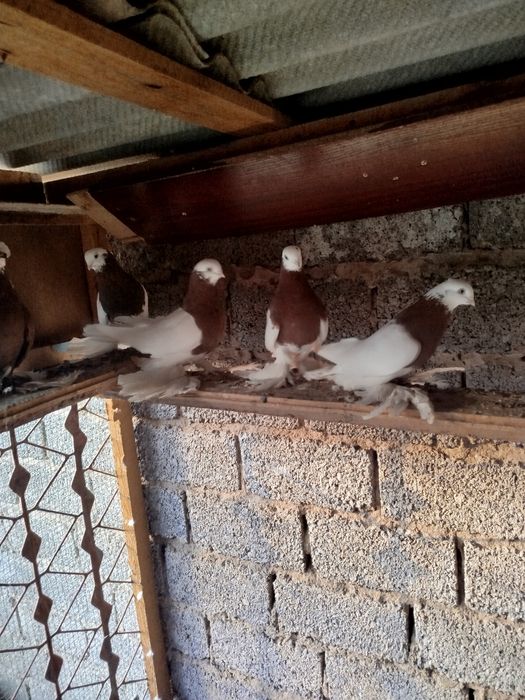 Qopqon kaptarlar sotiladi