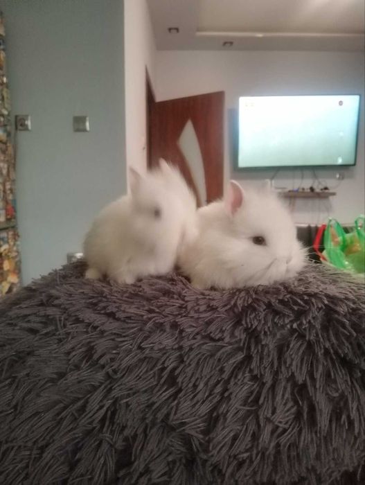 декоративни зайчета