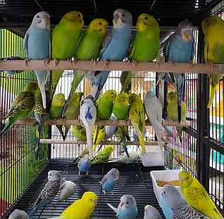 Попугай волнистые молодые продам