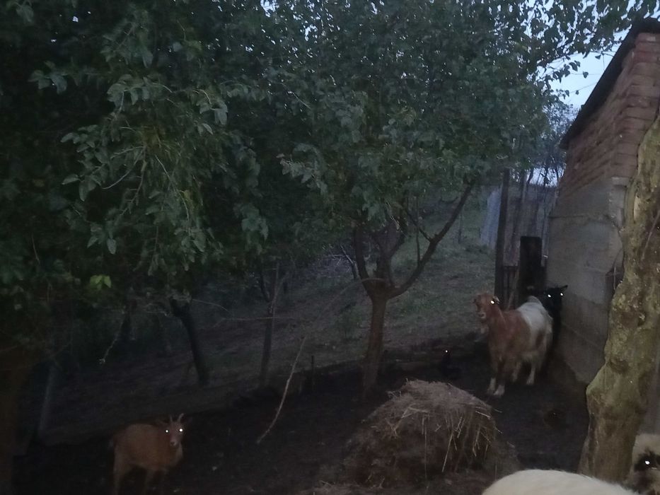 Vand sau schimb cu vaca, 5capre si 5 iedite