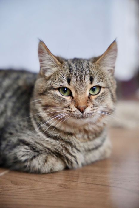 Отдам котенка девочку