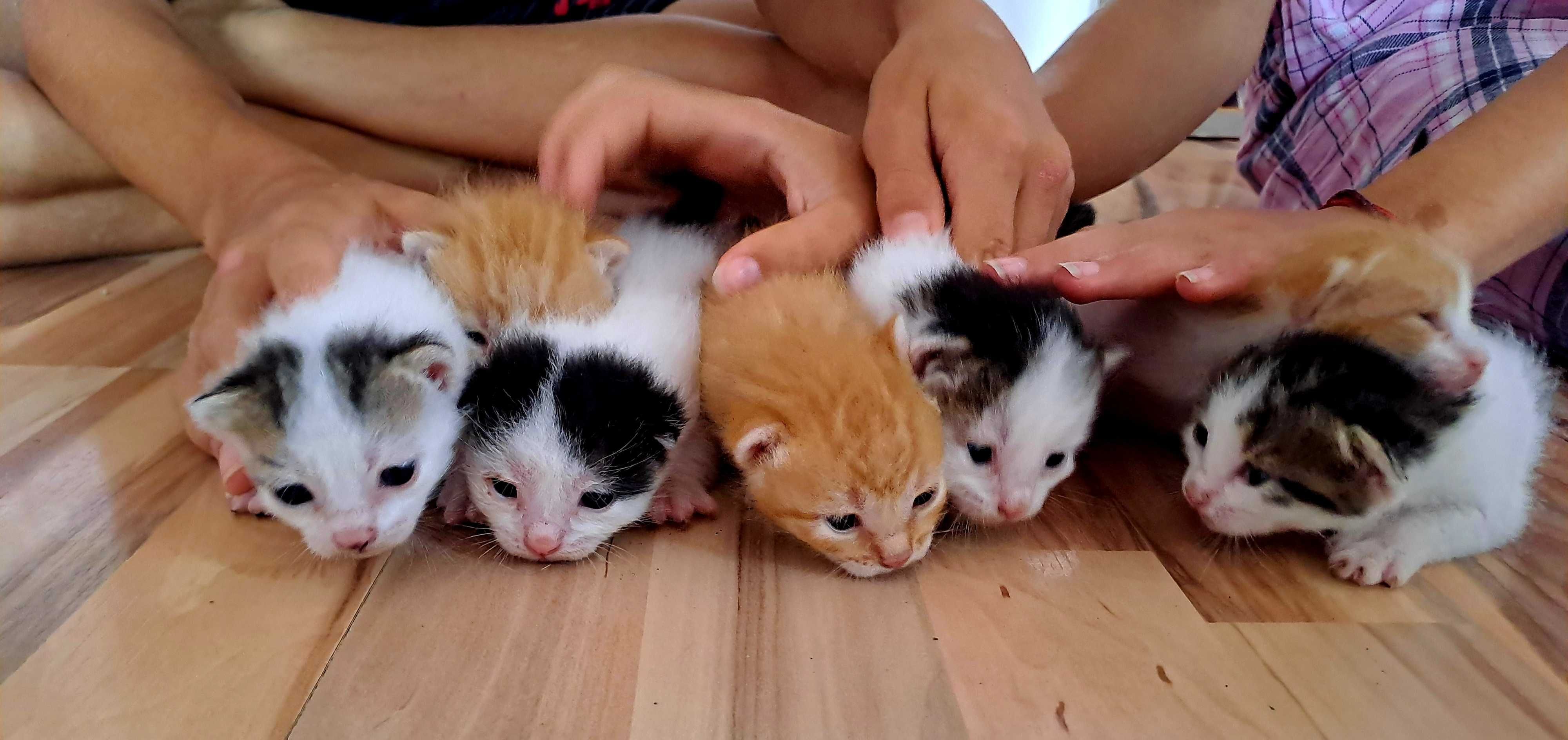 Котета Подарявам