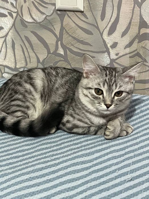 Отдам в хорошие руки кота